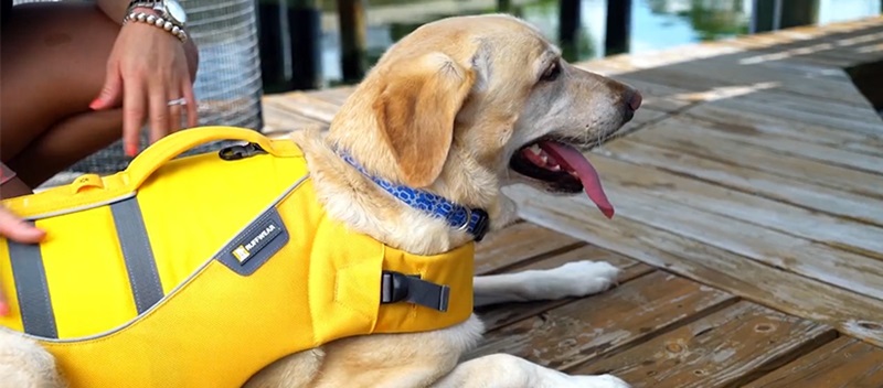 dog in yellow lifejacket laying on dock