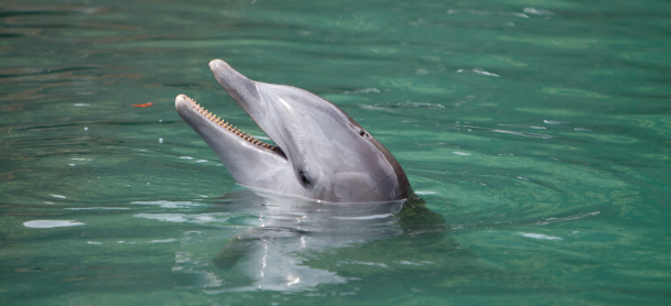 Dolphin in the water