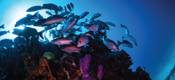 Rhone National Marine Park