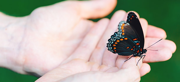 butterfly in hand