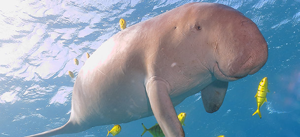 manatee
