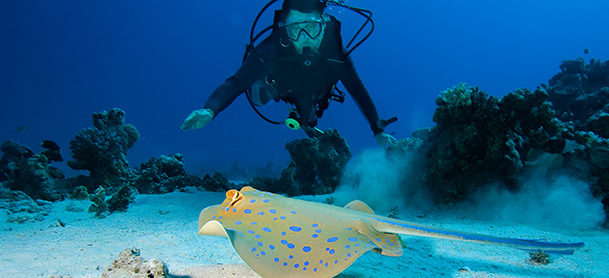 scuba divers