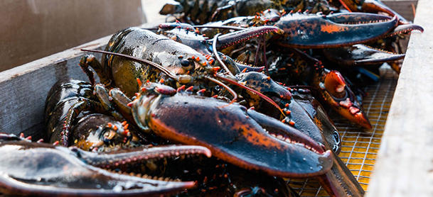 Lobsters in a row in the BVI