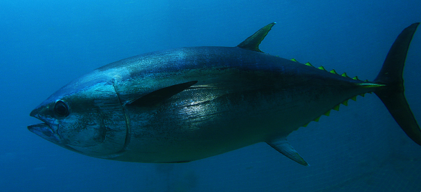 A tuna in the water
