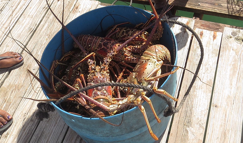 anegada lobsters in a bucket