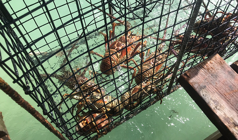 anegada lobsters in a trap over the water