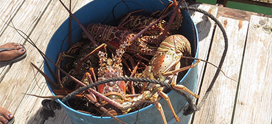 Anegada lobsters in a bucket