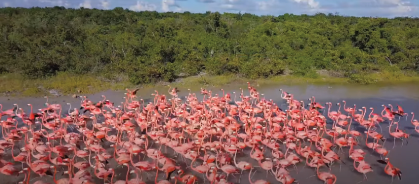 Pink flamingo in the BVI