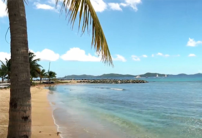 Palm tree trunk with a beach and wide ocean view