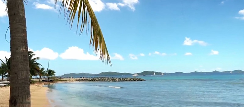 Palm tree trunk with a beach and wide ocean view