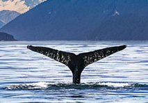 whale tail