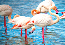 flamingos in côte dazur