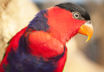exotic bird in mayan riviera