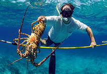 man spearfishing in south florida