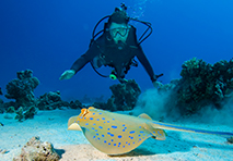 scuba diving in cayman islands