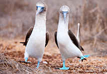 golapagos birds