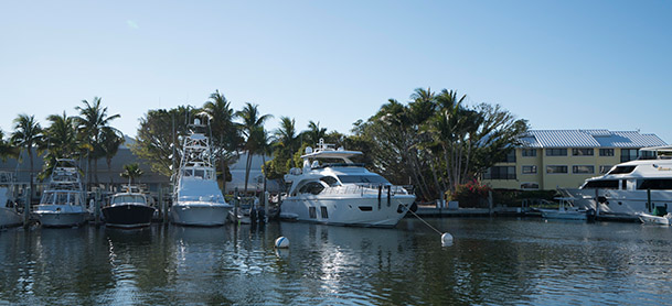 A row of boats sitting docked at a marina with palm trees on the land behind them