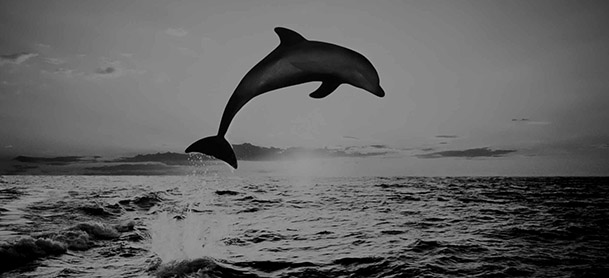 black and white photo of a dolphin jumping out of the open ocean
