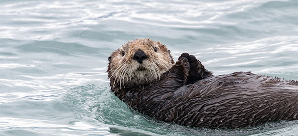 Otter swimming in Alaska ocean.