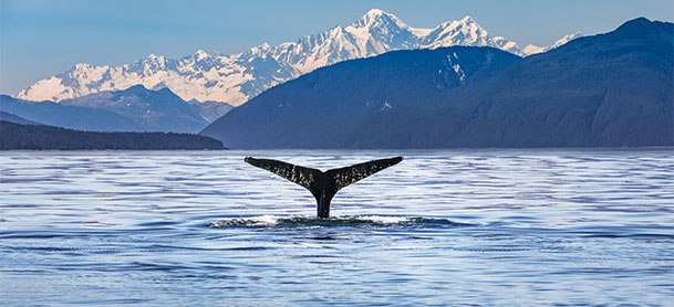 Beautiful view, wide ocean and whale tale cutting through the horizon. 