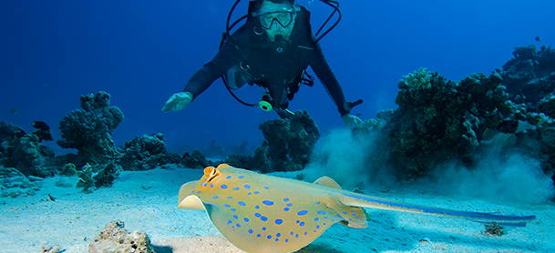 A scuba diver swims above a sting ray on the sea floor