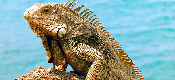 A close-up shot of an iguana on a rock, with water in the background