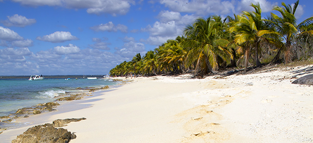 Sandy beach by water and palm trees