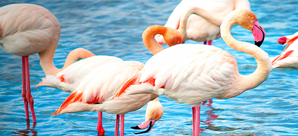 Flamingos in water
