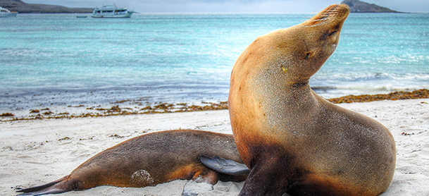 Seals on a beach