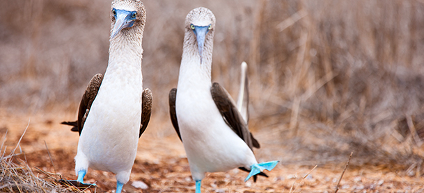Birds with blue feet and blue bills