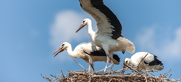 Birds leaving a nesting area