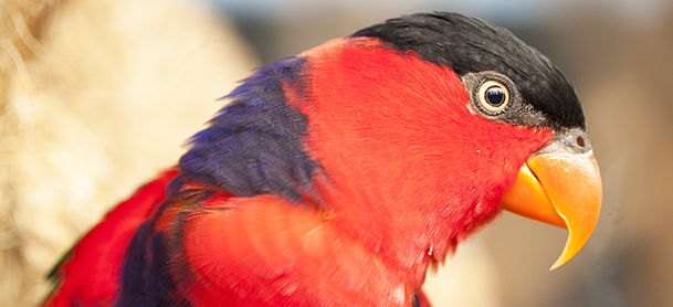 Red black and purple parrot
