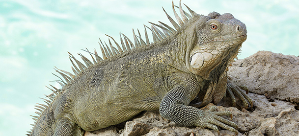 Iguana on rock