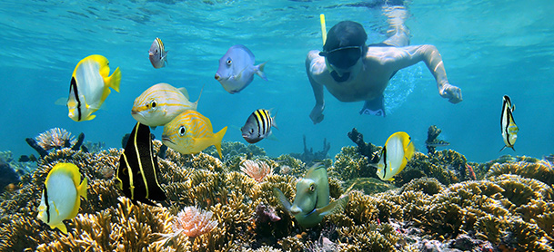 Man snorkeling amongst colorful fish